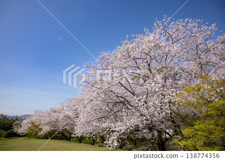 福岡縣太宰府市，太宰府官邸遺址與盛開的櫻花。 138774356