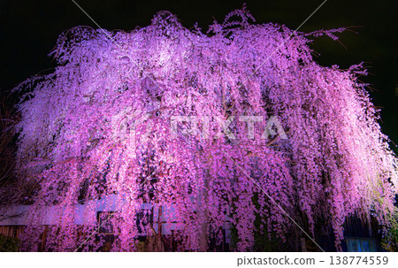 京都本滿寺的垂枝櫻花 京都本滿寺的垂枝櫻花 138774559