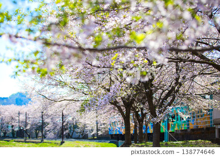 櫻花盛開,越前鐵道也清晰可見。 櫻花盛開,越前鐵道也清晰可見。 138774646