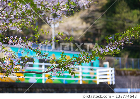 櫻花盛開,越前鐵道也清晰可見。 櫻花盛開,越前鐵道也清晰可見。 138774648