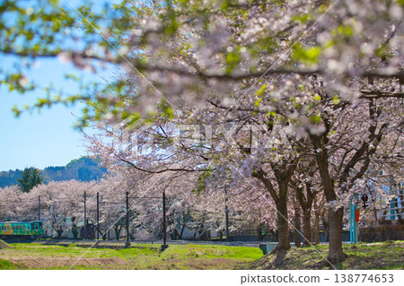 櫻花盛開,越前鐵道也清晰可見。 櫻花盛開,越前鐵道也清晰可見。 138774653