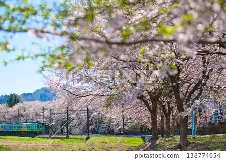 櫻花盛開，越前鐵道也清晰可見。 138774654