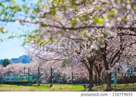 櫻花盛開，越前鐵道也清晰可見。 138774655