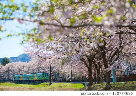 櫻花盛開，越前鐵道也清晰可見。 138774656