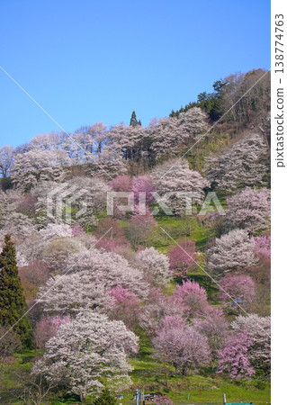 二反田櫻花(長野縣小川村) 二反田櫻花(長野縣小川村) 138774763