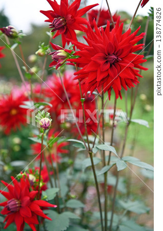 Crimson dahlias bloom with dignity; a noble and beautiful autumn flower garden scene at the foot of Mt. Ryogami in Chichibu. Crimson dahlias bloom with dignity; a noble and beautiful autumn flower garden scene at the foot of Mt. Ryogami in Chichibu. 138774826