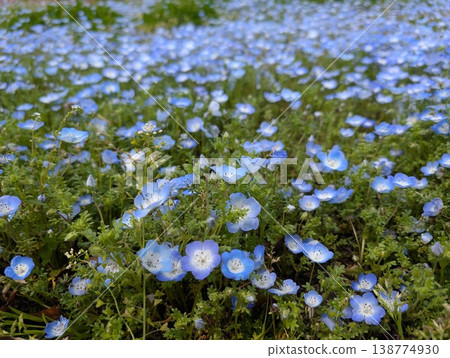 Nemophila in full bloom Nemophila in full bloom 138774930