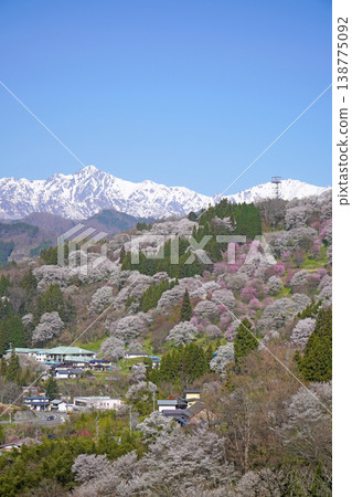 Nitanda Cherry Blossoms (Ogawa Village, Nagano Prefecture) Nitanda Cherry Blossoms (Ogawa Village, Nagano Prefecture) 138775092