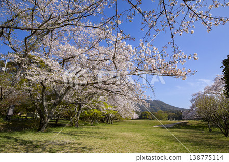 福岡縣太宰府市,太宰府官邸遺址與盛開的櫻花。 福岡縣太宰府市,太宰府官邸遺址與盛開的櫻花。 138775114