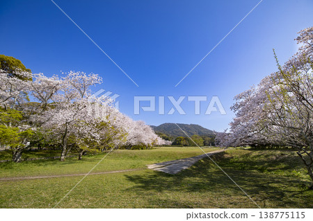 福岡縣太宰府市,太宰府官邸遺址與盛開的櫻花。 福岡縣太宰府市,太宰府官邸遺址與盛開的櫻花。 138775115