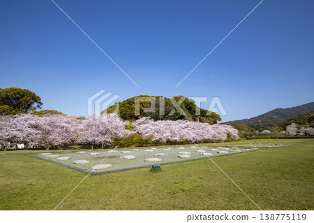 福岡縣太宰府市，太宰府官邸遺址與盛開的櫻花。 138775119