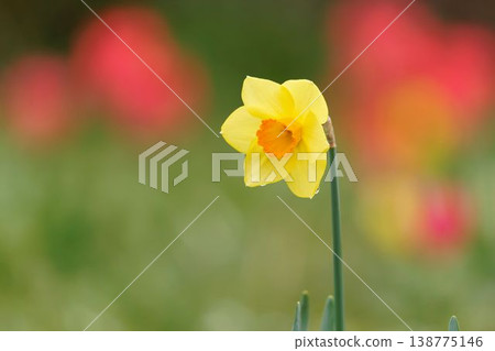 Narcissus 138775146