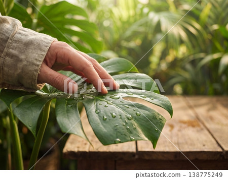 一隻手觸摸著積聚在大龜背竹葉片上的雨水的微距照片。 一隻手觸摸著積聚在大龜背竹葉片上的雨水的微距照片。 138775249
