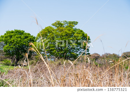 藍天春景;枯草與新綠交相輝映 藍天春景;枯草與新綠交相輝映 138775321