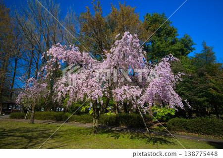 Various kinds of cherry blossoms that herald the arrival of spring Various kinds of cherry blossoms that herald the arrival of spring 138775448