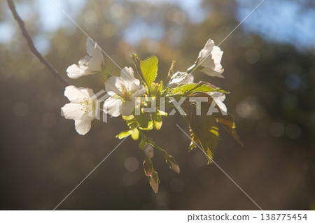 Various kinds of cherry blossoms that herald the arrival of spring Various kinds of cherry blossoms that herald the arrival of spring 138775454