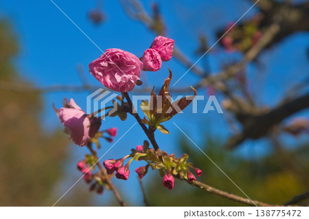 Various kinds of cherry blossoms that herald the arrival of spring 138775472