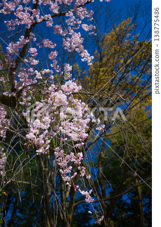 Various kinds of cherry blossoms that herald the arrival of spring Various kinds of cherry blossoms that herald the arrival of spring 138775486