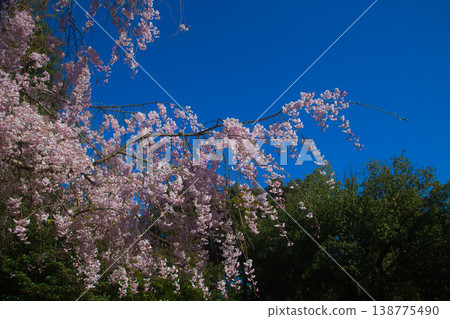 Various kinds of cherry blossoms that herald the arrival of spring 138775490