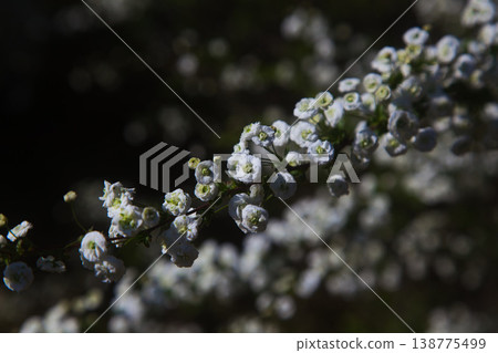 Various kinds of cherry blossoms that herald the arrival of spring Various kinds of cherry blossoms that herald the arrival of spring 138775499
