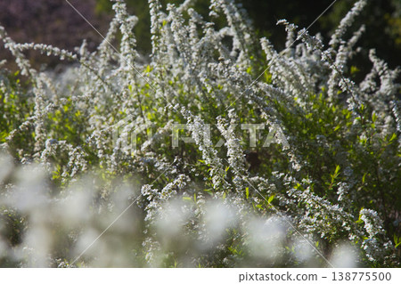 Various kinds of cherry blossoms that herald the arrival of spring 138775500