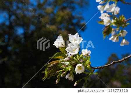 Various kinds of cherry blossoms that herald the arrival of spring Various kinds of cherry blossoms that herald the arrival of spring 138775516