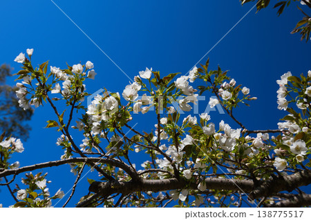 Various kinds of cherry blossoms that herald the arrival of spring 138775517
