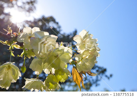 Various kinds of cherry blossoms that herald the arrival of spring 138775518