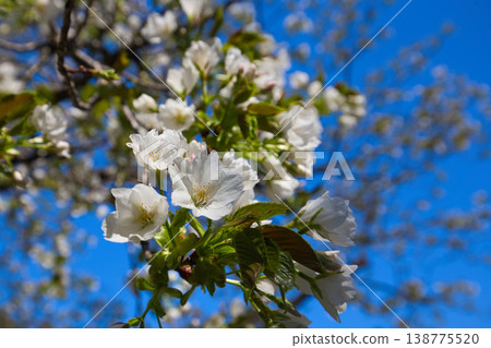 Various kinds of cherry blossoms that herald the arrival of spring 138775520