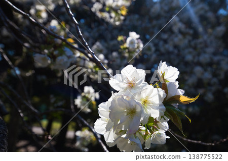 Various kinds of cherry blossoms that herald the arrival of spring 138775522