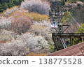 Yoshino mountain cherry tree 138775528