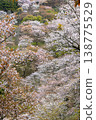 Yoshino mountain cherry tree 138775529