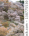 Yoshino mountain cherry tree 138775530
