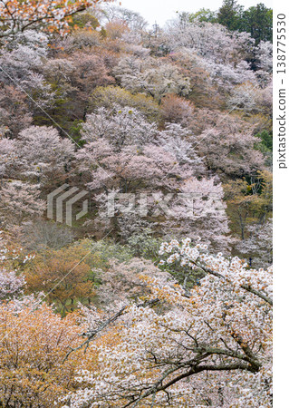 吉野山櫻桃樹 吉野山櫻桃樹 138775530