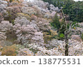 Yoshino mountain cherry tree 138775531