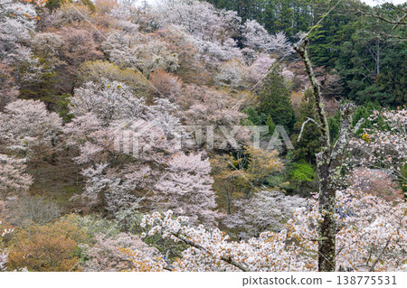 吉野山櫻桃樹 吉野山櫻桃樹 138775531