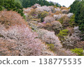 Yoshino mountain cherry tree 138775535