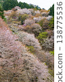 Yoshino mountain cherry tree 138775536