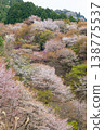 Yoshino mountain cherry tree 138775537