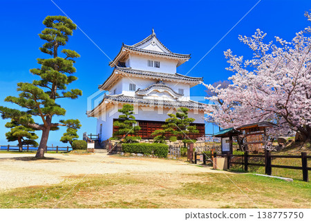 [Kagawa Prefecture] Marugame Castle in spring when cherry blossoms bloom (existing castle tower and stone wall famous castle) 138775750