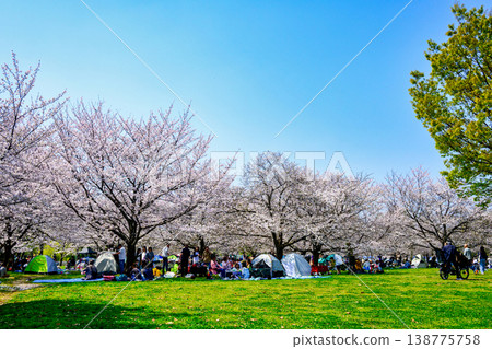 Tokyo, Adachi Ward, Toneri Park: Senbonzakura Festival 138775758