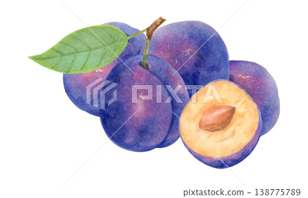 Composition of a whole plum, a half, and a leaf. Purple berry. Watercolor botanical illustration. Harvest, production. Hand drawn isolated art. For kitchen towels or packaging for food and juices. Composition of a whole plum, a half, and a leaf. Purple berry. Watercolor botanical illustration. Harvest, production. Hand drawn isolated art. For kitchen towels or packaging for food and juices. 138775789