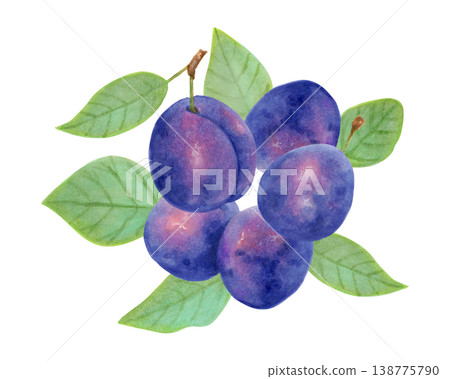 Composition of whole plums with leaves. Watercolor botanical illustration. Harvesting and growing berries. Hand drawn isolated art. Fruit sketch for menu design, packaging, recipes. Healthy eating. Composition of whole plums with leaves. Watercolor botanical illustration. Harvesting and growing berries. Hand drawn isolated art. Fruit sketch for menu design, packaging, recipes. Healthy eating. 138775790