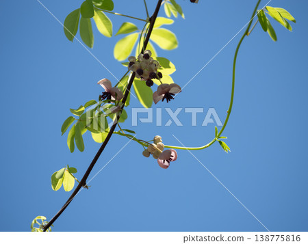 Akebia flowers, leaves, and vines 138775816