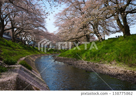 Cherry blossom scenery - Yoshinose River Cherry blossom scenery - Yoshinose River 138775862