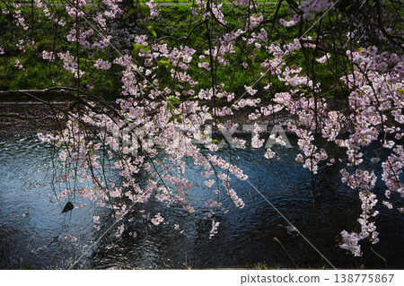 Cherry blossom scenery - Yoshinose River Cherry blossom scenery - Yoshinose River 138775867