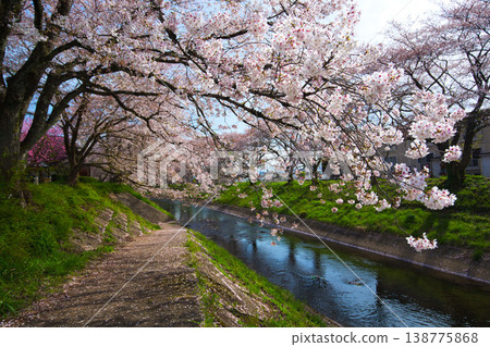 Cherry blossom scenery - Yoshinose River Cherry blossom scenery - Yoshinose River 138775868