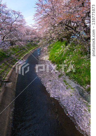 Cherry blossom scenery - Yoshinose River Cherry blossom scenery - Yoshinose River 138775873