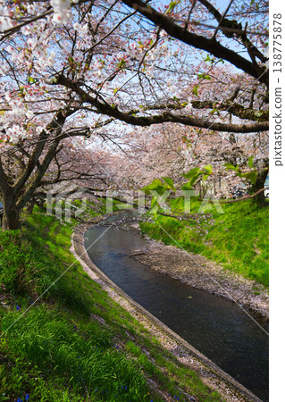 櫻花風景-瀨川吉野 櫻花風景-瀨川吉野 138775878