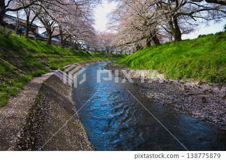 Cherry blossom scenery - Yoshinose River Cherry blossom scenery - Yoshinose River 138775879